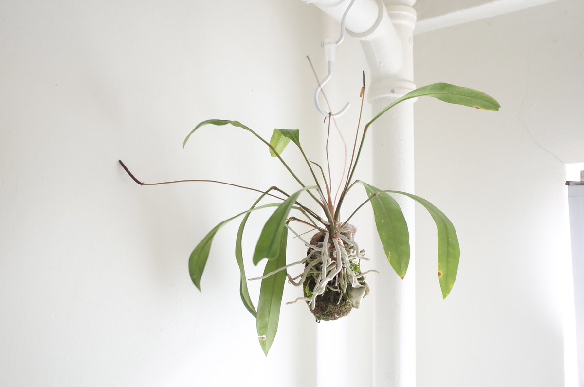 pyonkichi32's tweet image. #アンスリウムグラシレ
#gr2