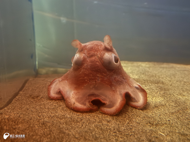 新江ノ島水族館 tweet media