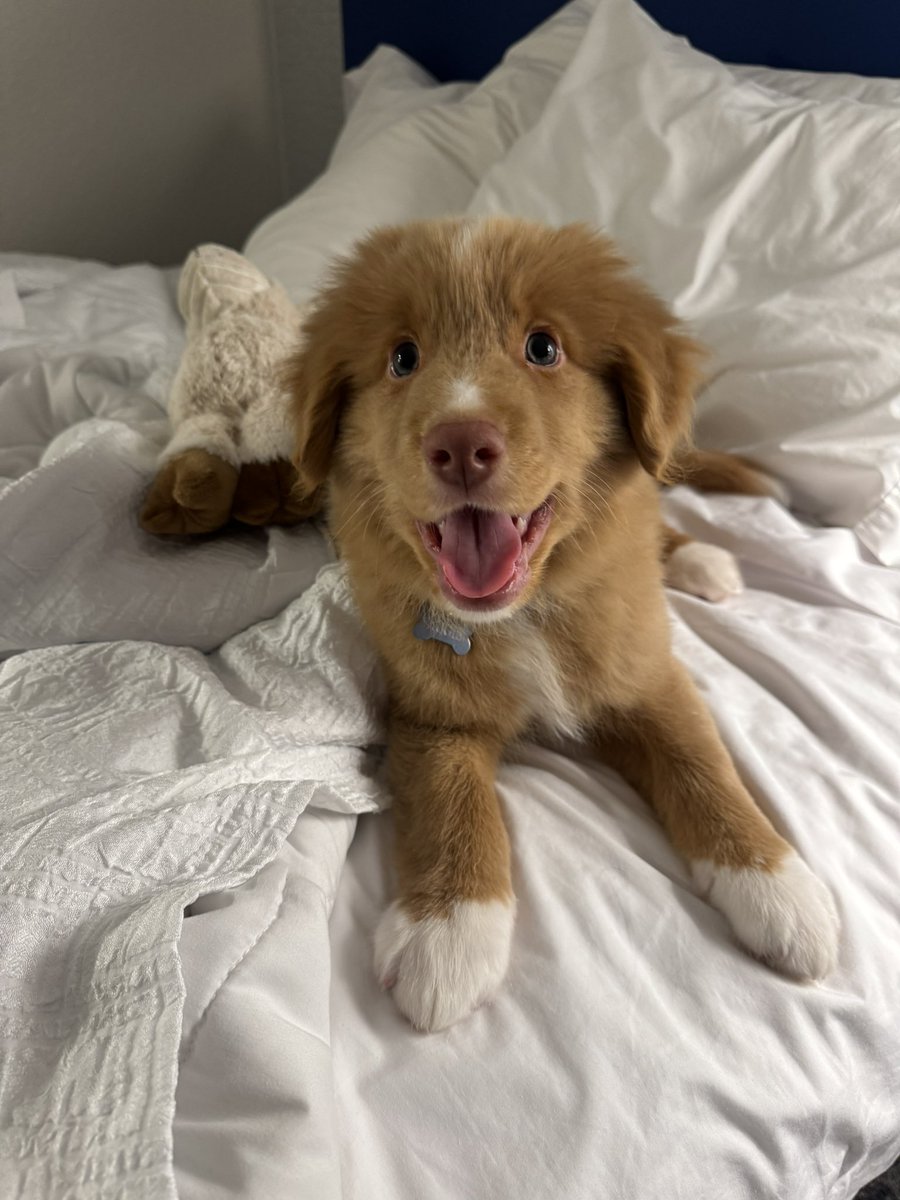 Augie (Shadow 🌈) tweet media