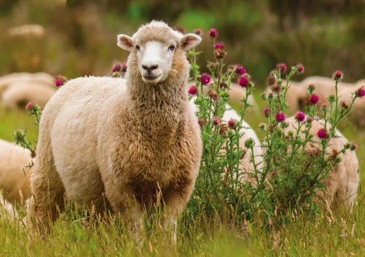 Sheep Daily 🐑 tweet media