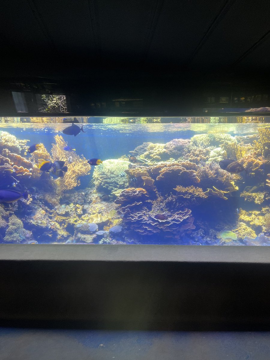 朝陽珊瑚堂｜サンゴ専門の本屋さん tweet media