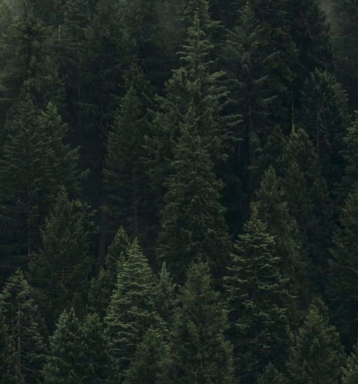 nai ᥫ᭡ || MV1 tweet media