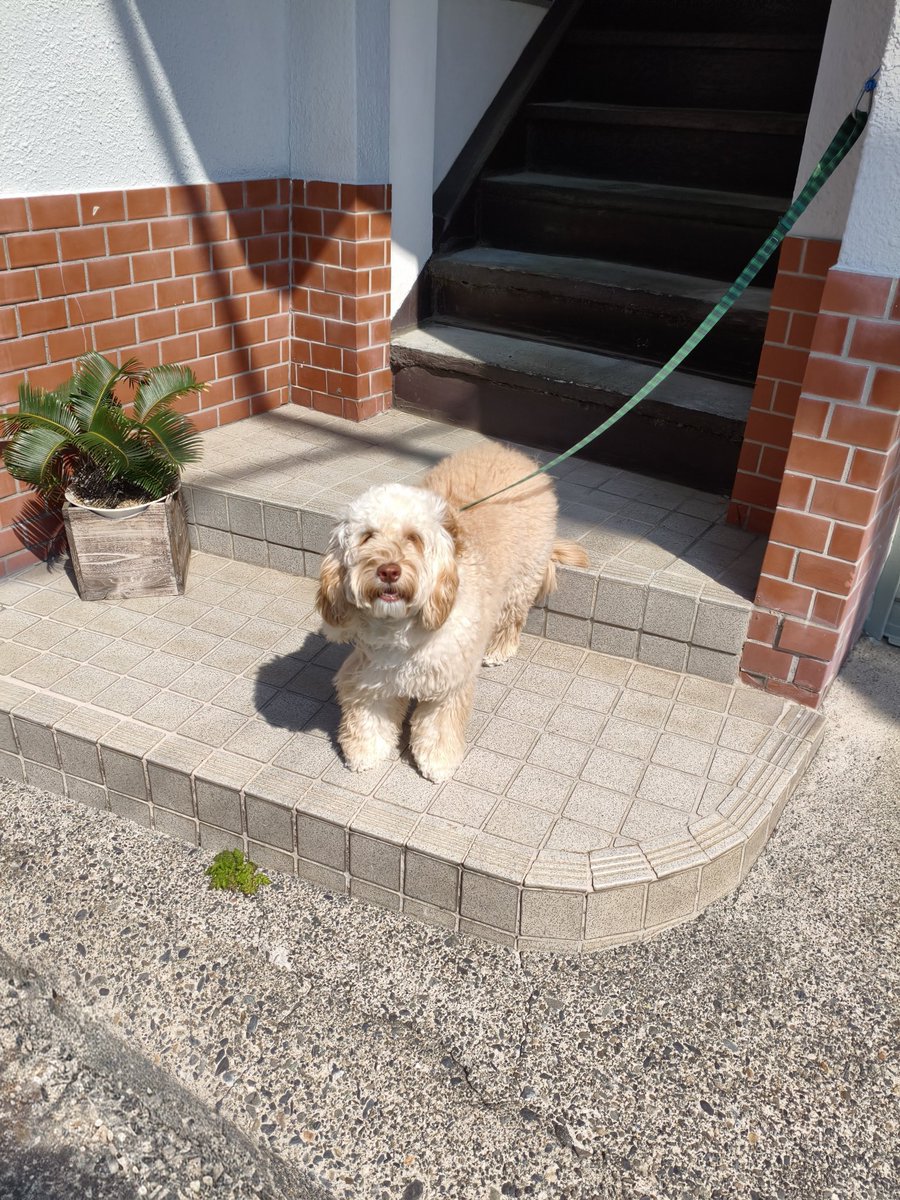 もんちゃん tweet media