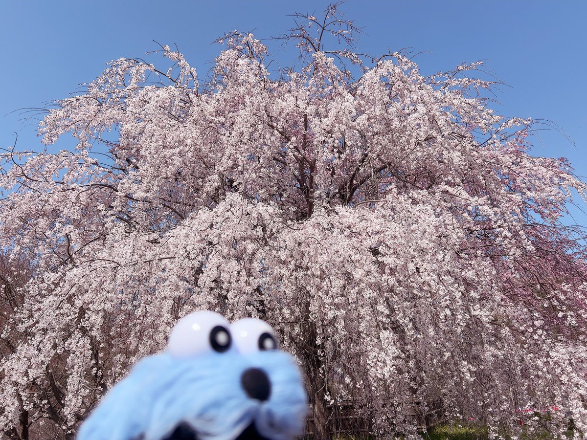 マリィちゃん🦖羽スン໒꒱ tweet media