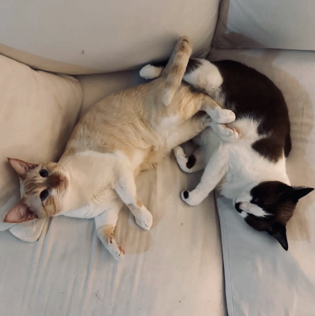 mi do brave tweet media