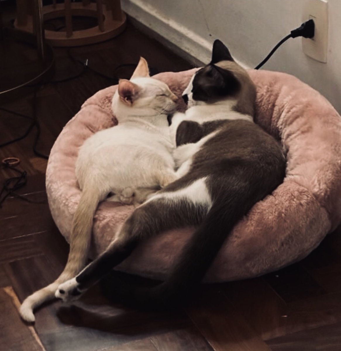 mi do brave tweet media