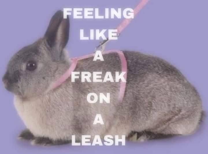 Arty the Spectacular Bun 🐇 tweet media