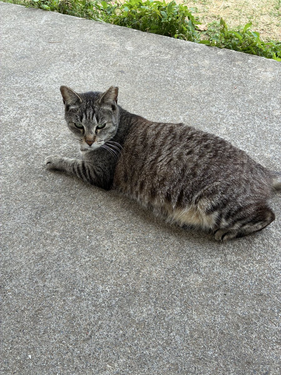 カブ太郎@愛媛生活スタート🍊♨️ tweet media