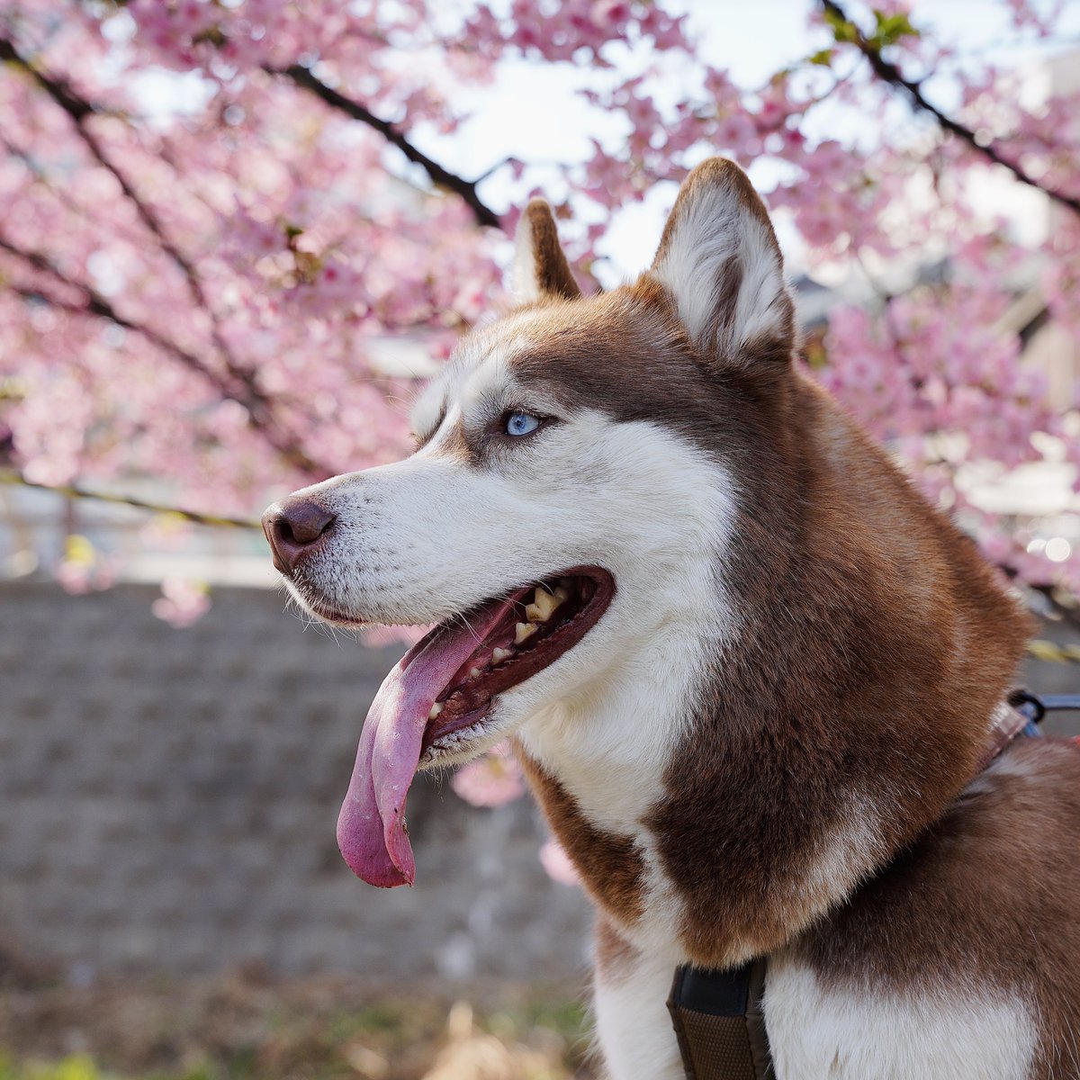 シベリアンハスキー大吉♂ tweet media