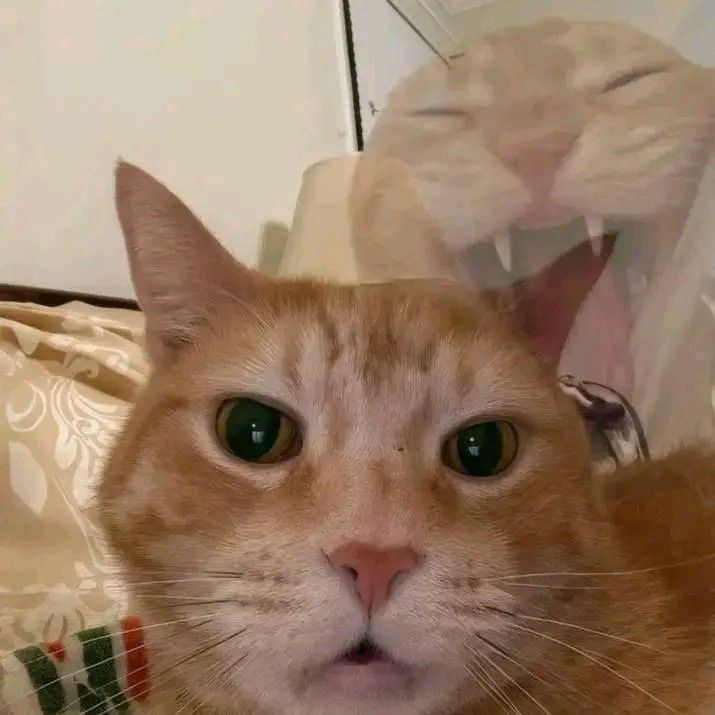 kira 🍄 tweet media