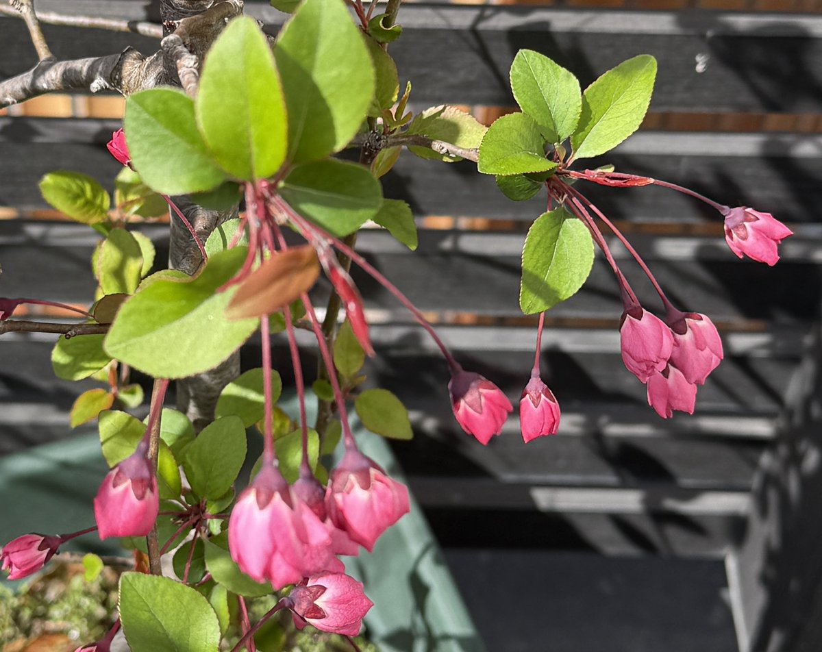 果樹栽培が大好き tweet media