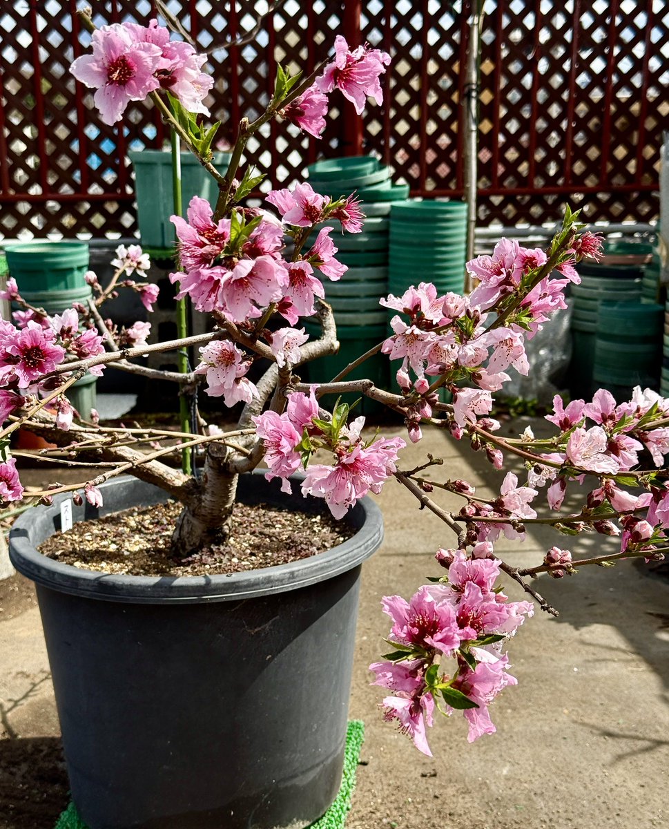 果樹栽培が大好き tweet media