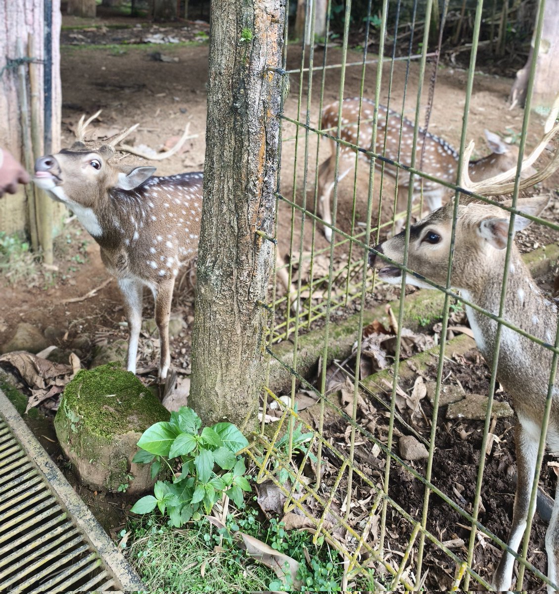 Hara 💜 tweet media