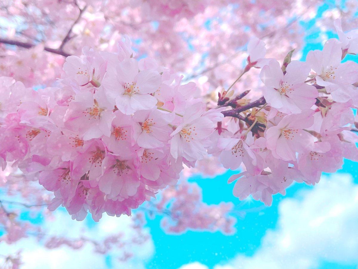 🌸 てちち tweet media