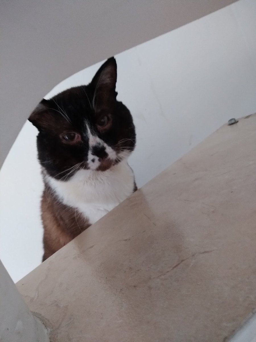 Jamile Chahine tweet media