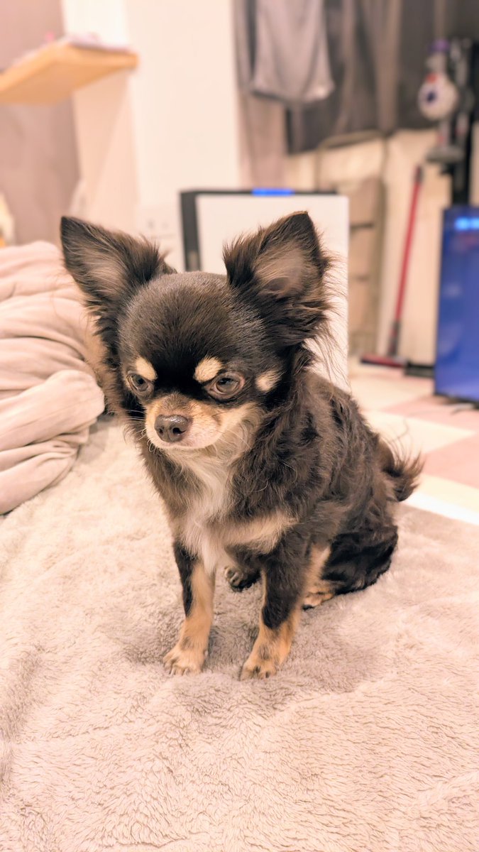 チャオくん(ぃのぅぇ) tweet media