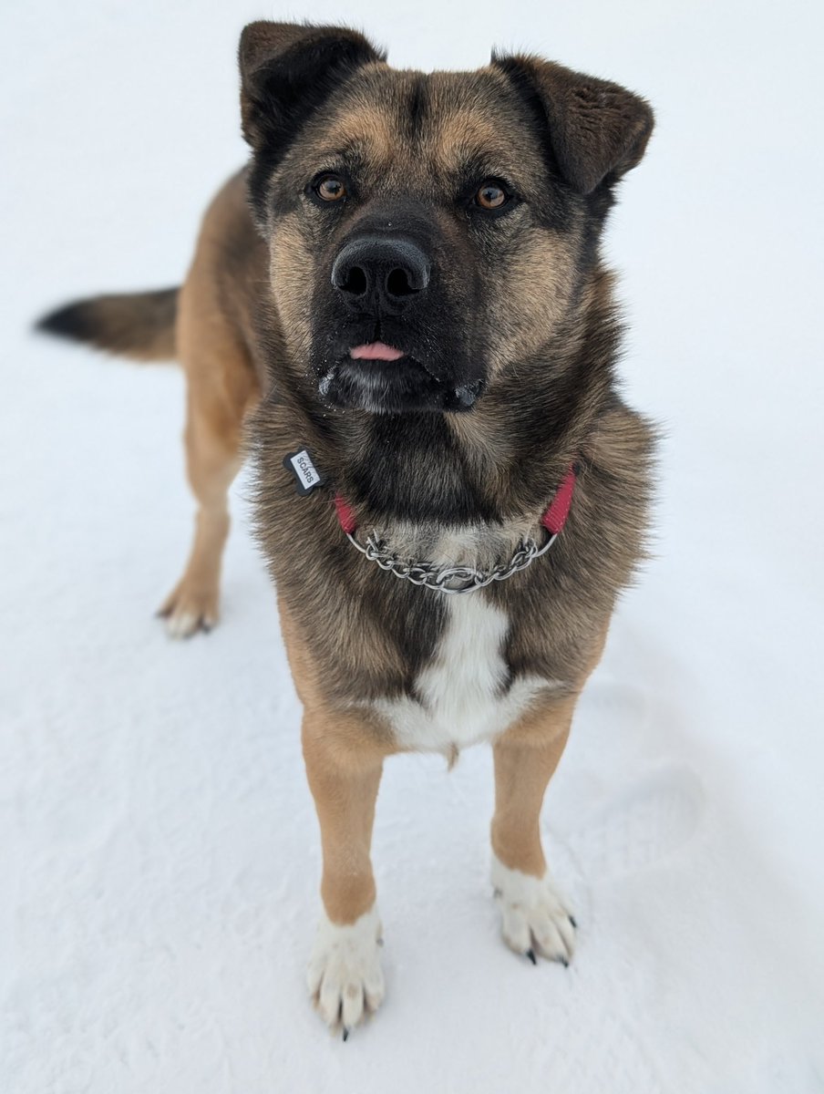 Second Chance Animal Rescue Society (SCARS) tweet media