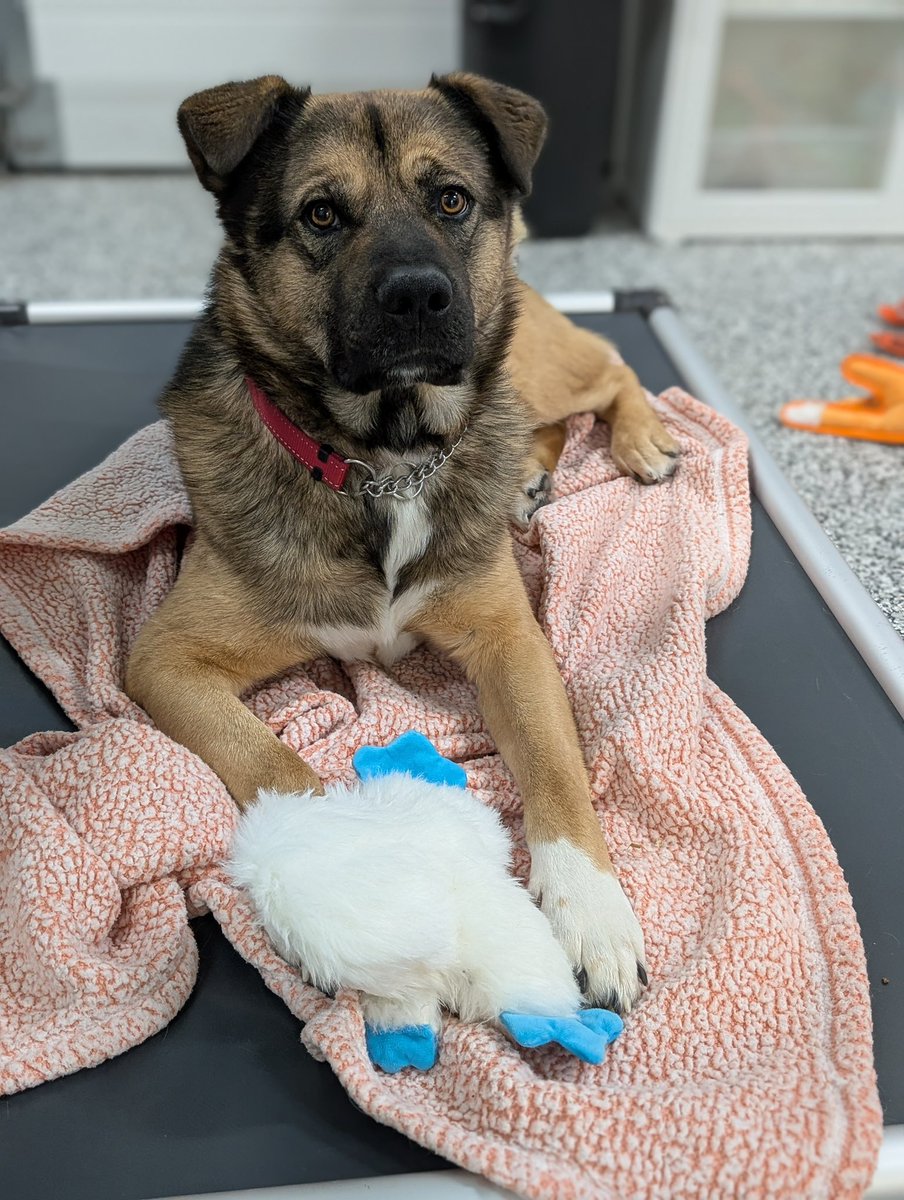 Second Chance Animal Rescue Society (SCARS) tweet media