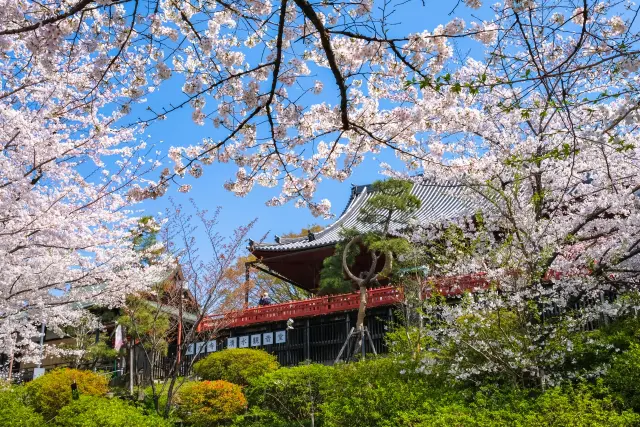 coco_yori's tweet photo. 日本各地で桜の開花が進み、今週末はお花見日和🌸

ここよりでも、お寺と神社で楽しむ春の桜、東京23区の桜名所７選＋穴場４選を紹介❣

今年のお花見は、お寺や神社で過ごしてみてはいかがでしょうか？
#桜 #桜情報 #桜満開 
https://t.co/KZ8wzlUdeW https://t.co/I2j0f0ntAH