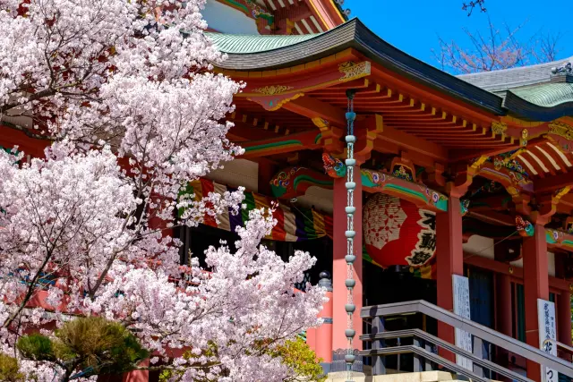 coco_yori's tweet photo. 日本各地で桜の開花が進み、今週末はお花見日和🌸

ここよりでも、お寺と神社で楽しむ春の桜、東京23区の桜名所７選＋穴場４選を紹介❣

今年のお花見は、お寺や神社で過ごしてみてはいかがでしょうか？
#桜 #桜情報 #桜満開 
https://t.co/KZ8wzlUdeW https://t.co/I2j0f0ntAH