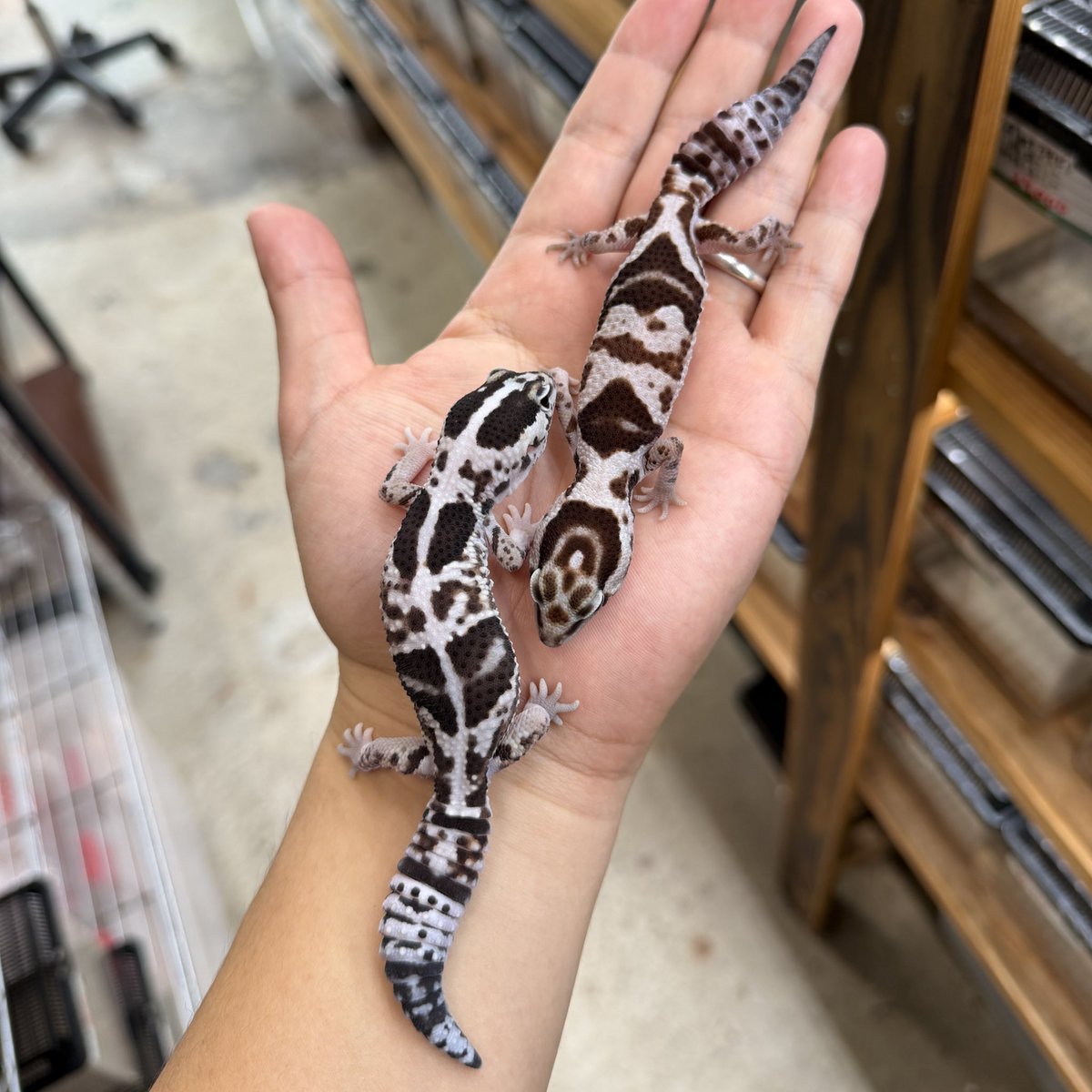 ファニーテール大阪本店 tweet media