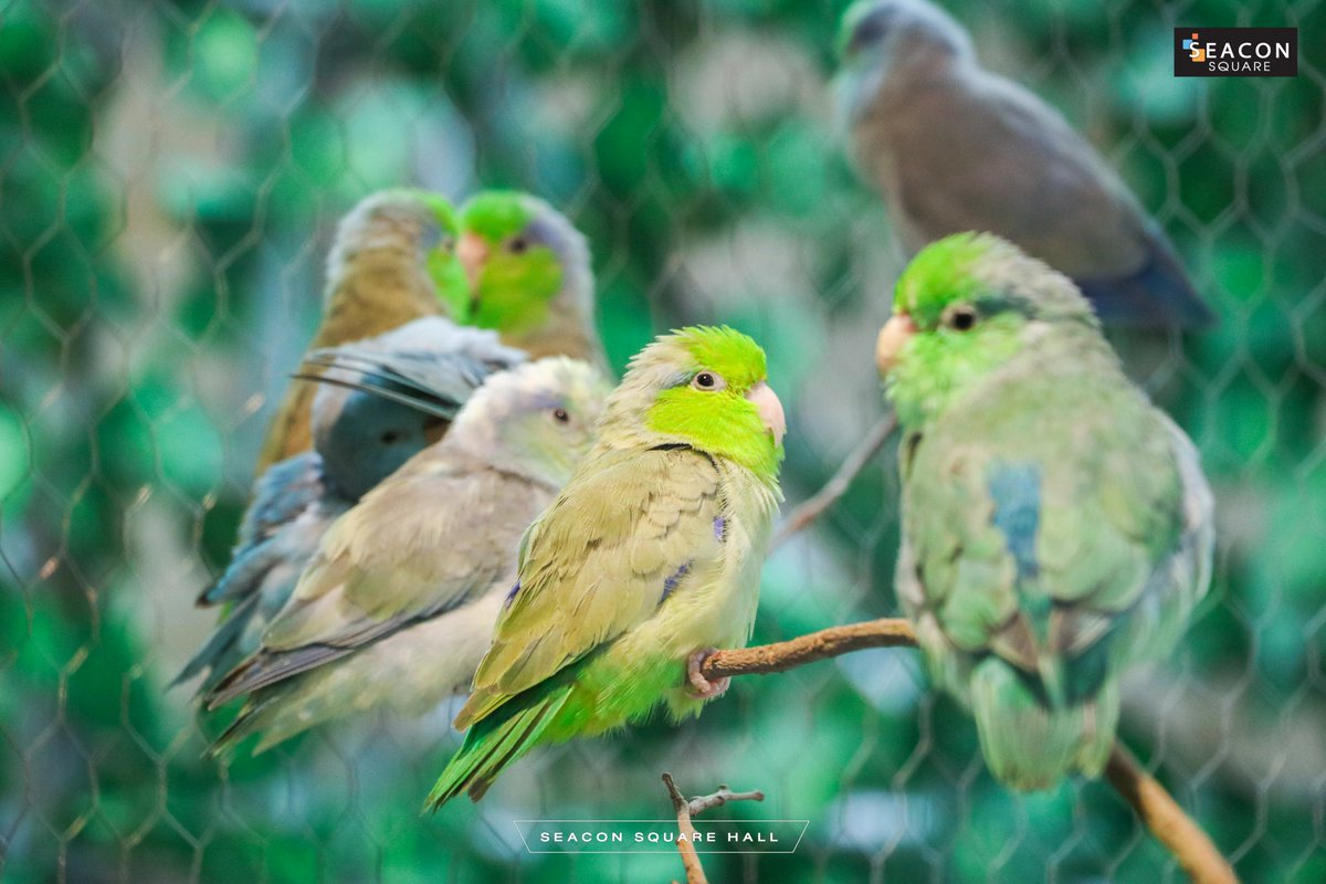 Seacon Square tweet media