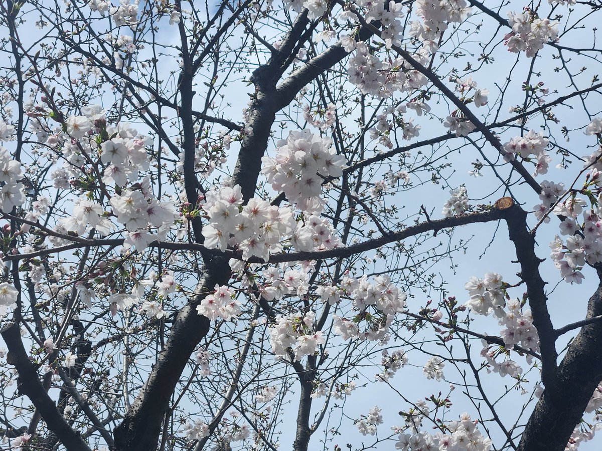 こおり健太official tweet media