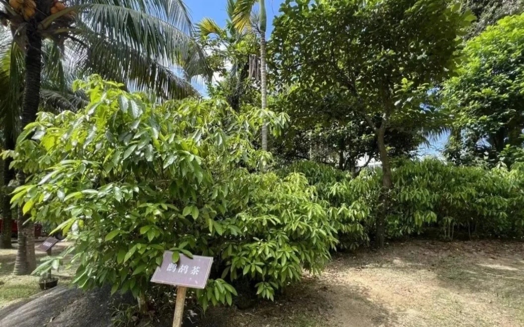 Explore Hainan tweet media