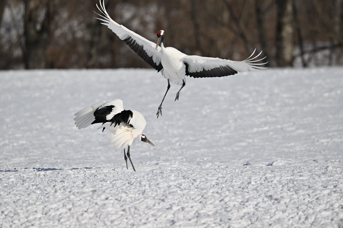 飴308@2㌔マン tweet media