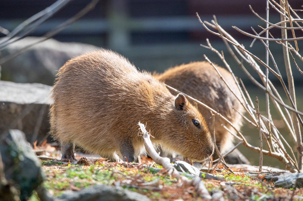 アリデッド tweet media