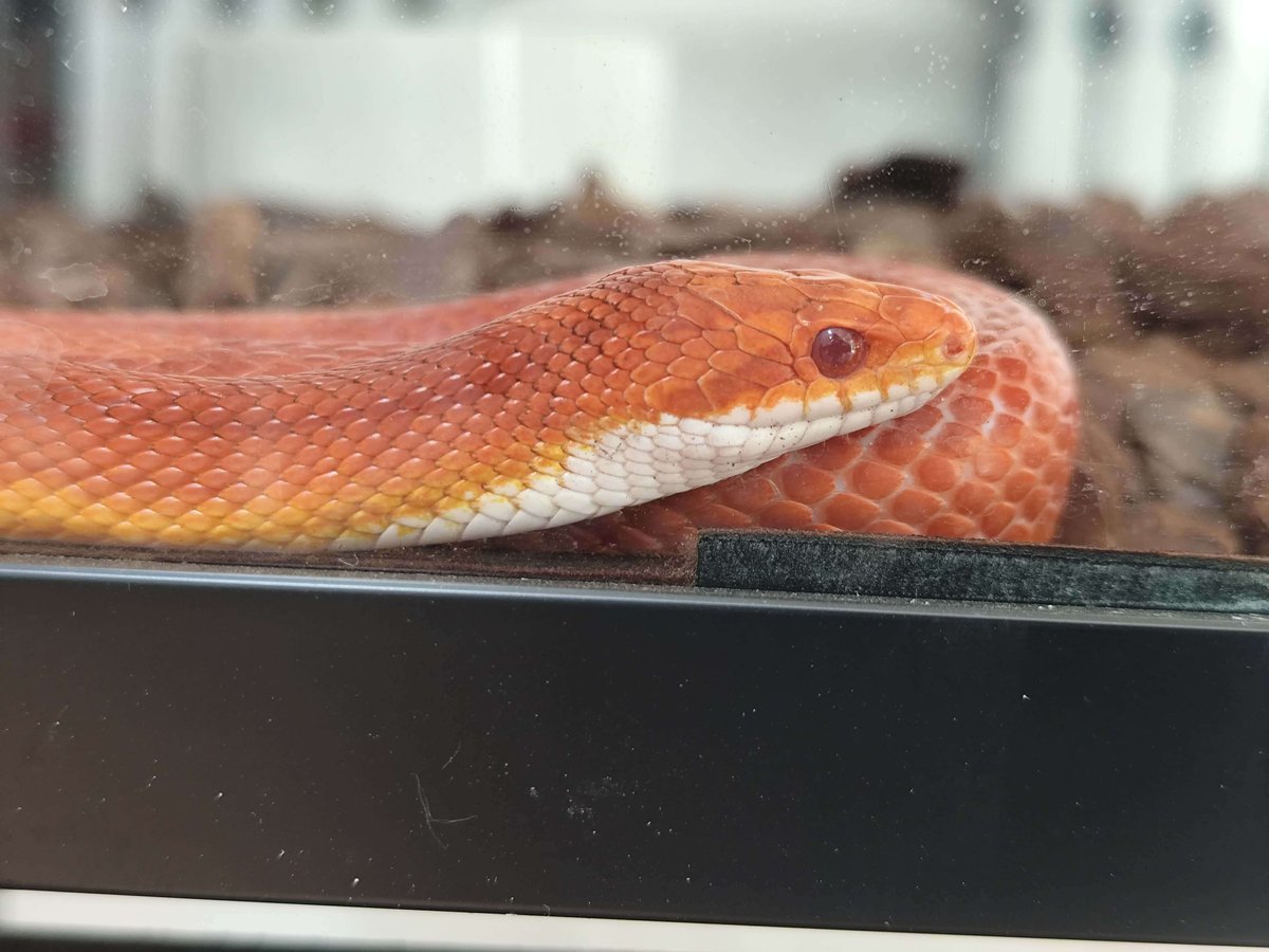 willi großöhmichen tweet media