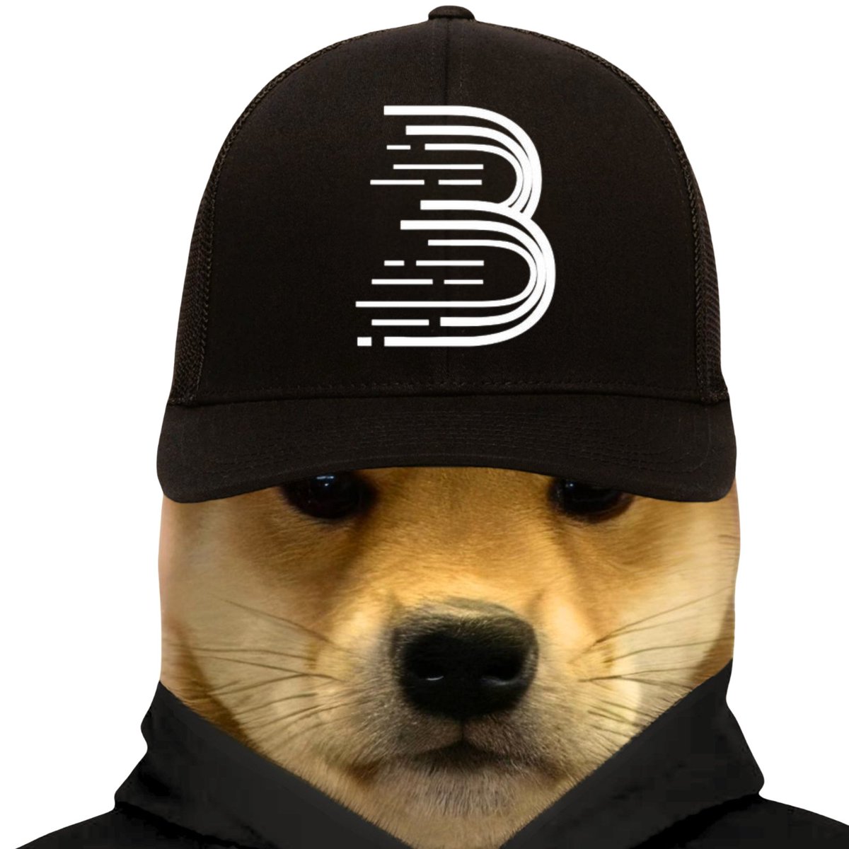 dogwifcoin tweet media