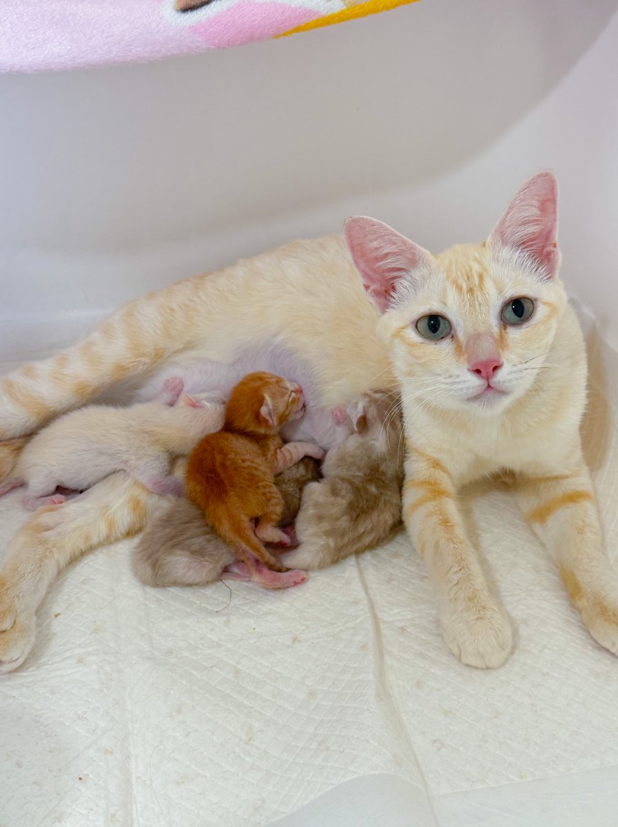 DNVP 💋 (Malonfamily) tweet media