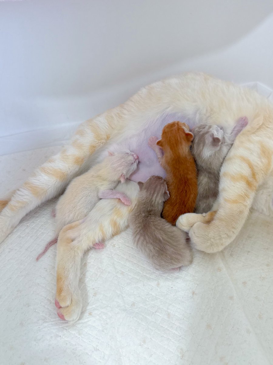 DNVP 💋 (Malonfamily) tweet media