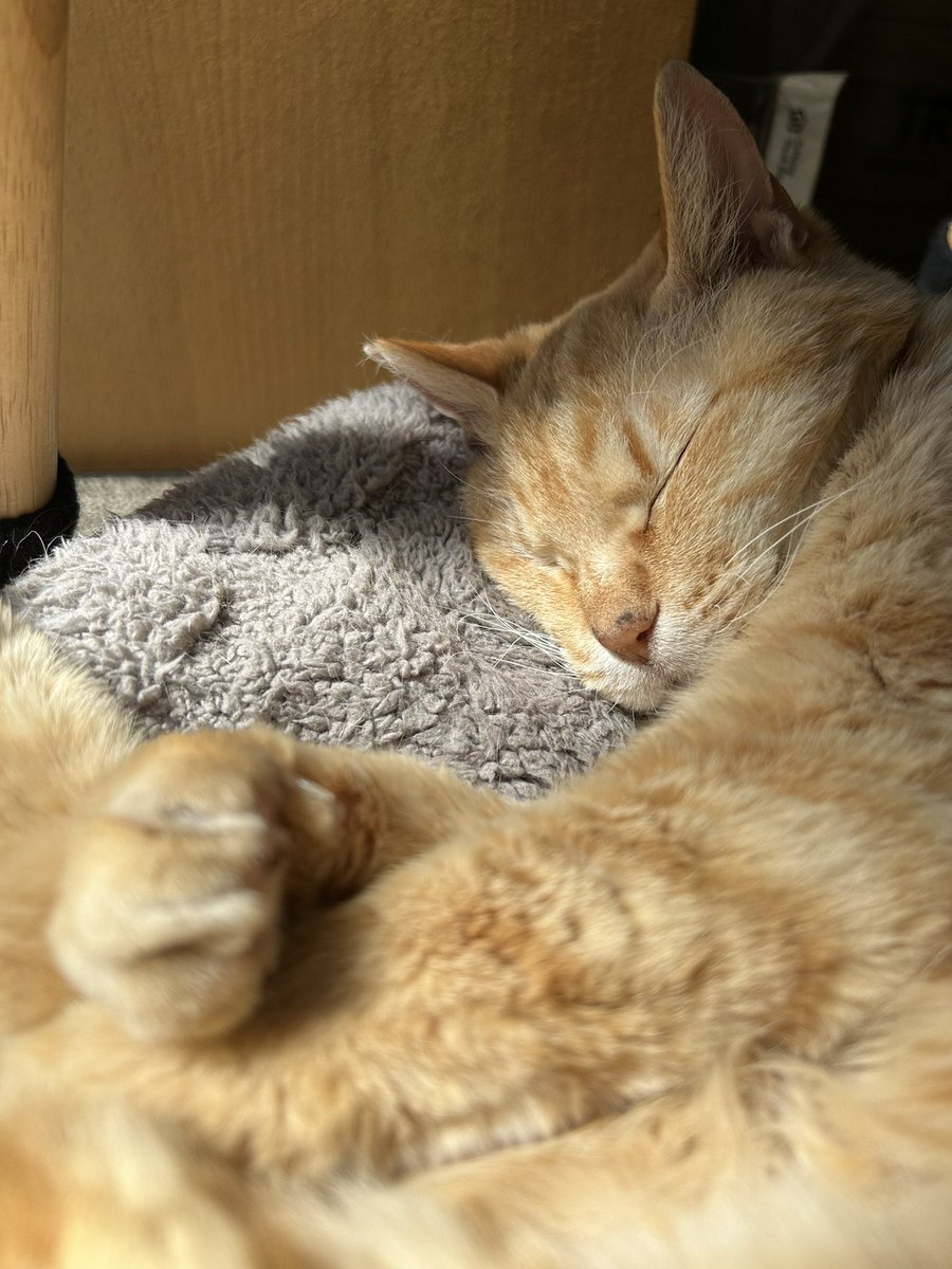 猫柳亭 昴🐾🐈🐈⬛🦔🦡🦎 tweet media