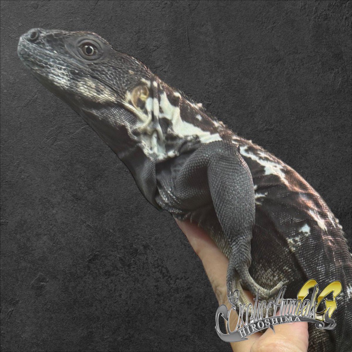 OG Hiroshima 五日市に移転しました！ tweet media