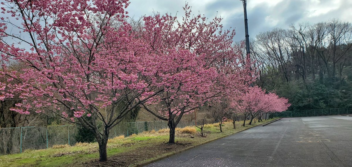 蘇りし店長、カイ・ショー tweet media