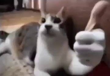 LORDE 📺🗣 tweet media