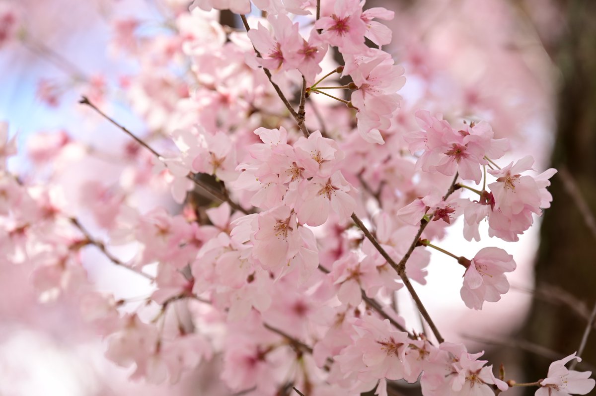古代蓮の里では綺麗な桜を見ることができます。現時点で満開状態の桜も