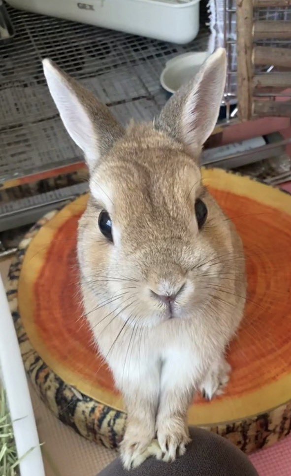 しょち tweet media