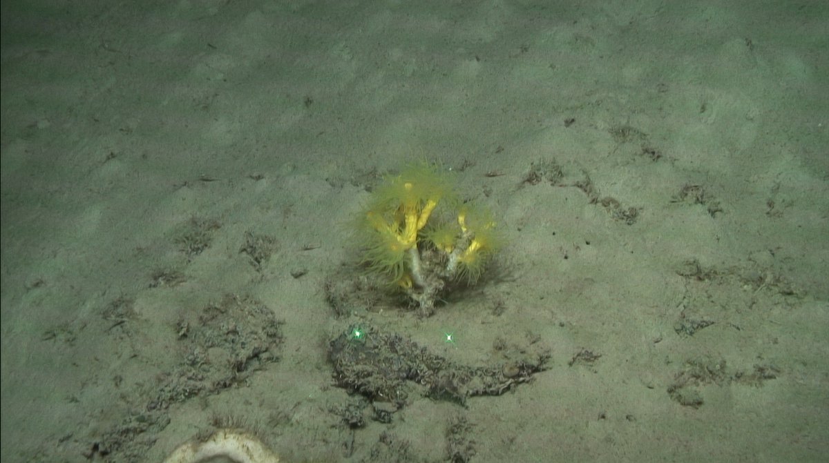 Instituto Español de Oceanografía (IEO-CSIC) tweet media