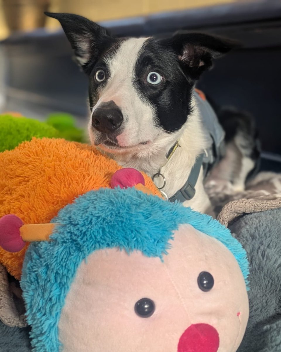 DogsTrust West Calder (Edinburgh) and Dundee tweet media