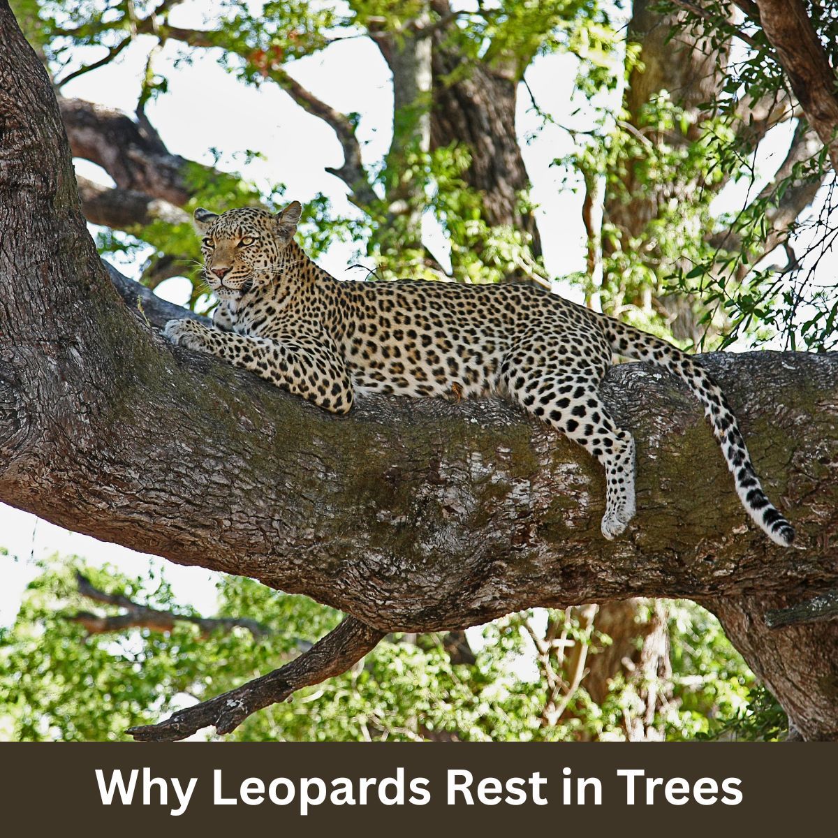 GAPTours's tweet photo. Why Leopards Rest in Trees
Leopards climb into trees to stay safe, keep their food away from scavengers, and get a better view of their surroundings. Up high, they can relax, protect their kill, and watch the bush below. 

#SafariExperience #BigFive #WildlifeFacts #GAPTours https://t.co/DOYJw0kVRd