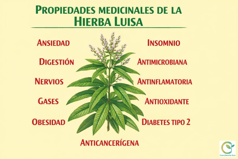 concienciaeco's tweet image. Hierba luisa, una planta que cuida la digestión y calma los nervios
shre.ink/LX8Z
#medioambiente #plantasmedicinales #hierbaluisa #plantas #nerviosismo #digestión #diabetes #agricultura #cultivos #cocina #infografía #anticáncer #antimicrobiana #estudiocientífico #cocina