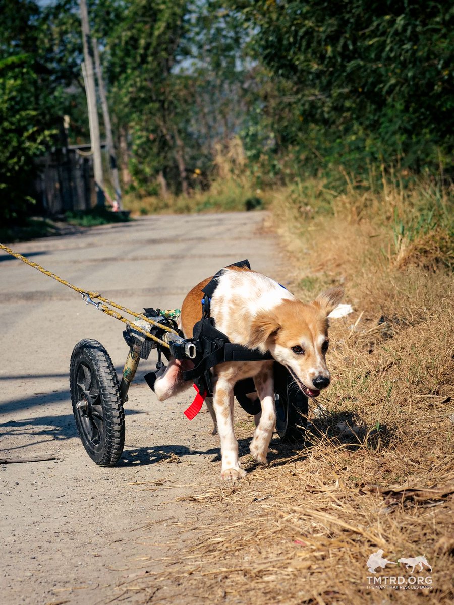 TMTRD - The Man That Rescues Dogs Foundation tweet media