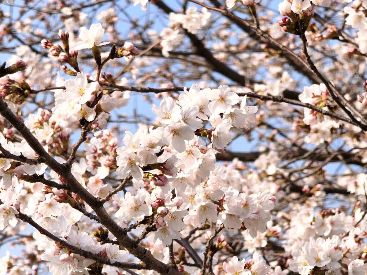 hide226's tweet photo. 旭川沿の桜、咲いてるところは咲いてる https://t.co/5dGB3OSLB6
