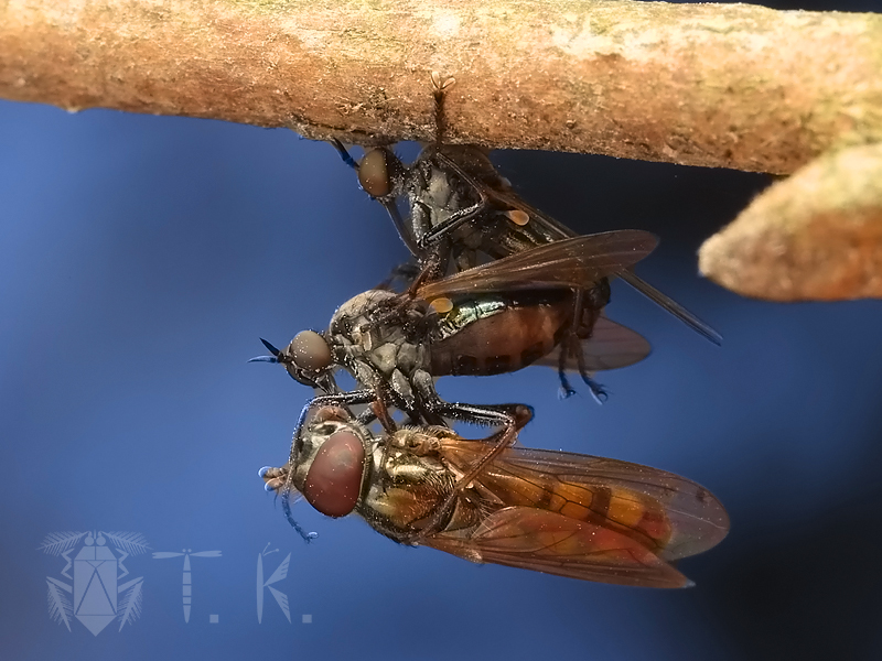 小松　貴 tweet media