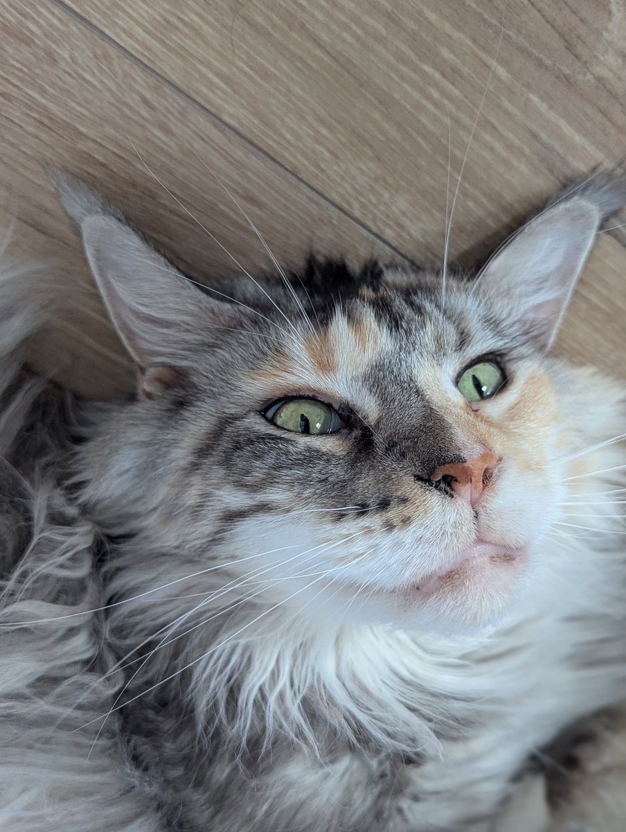 ярость мейнкуна tweet media