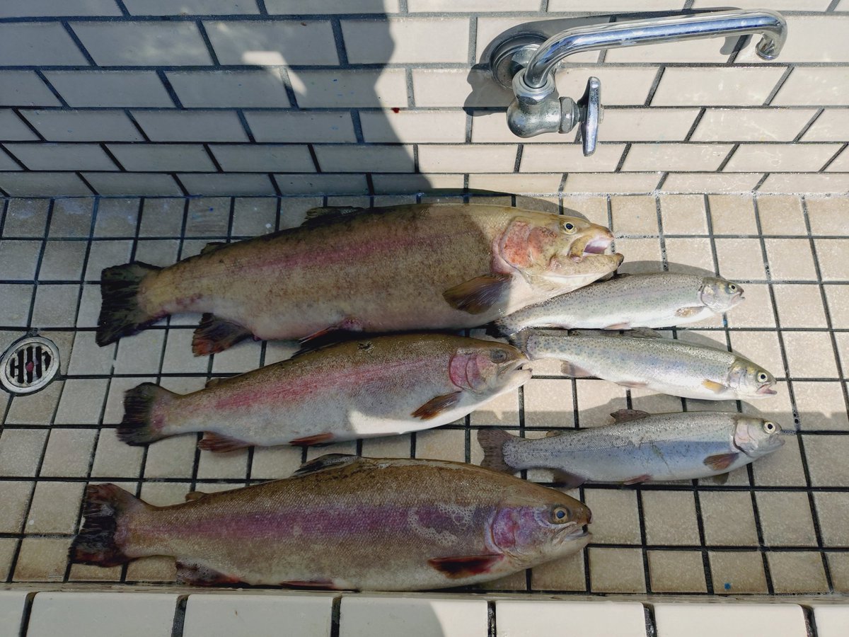 mabomaru(まぼまる) tweet media