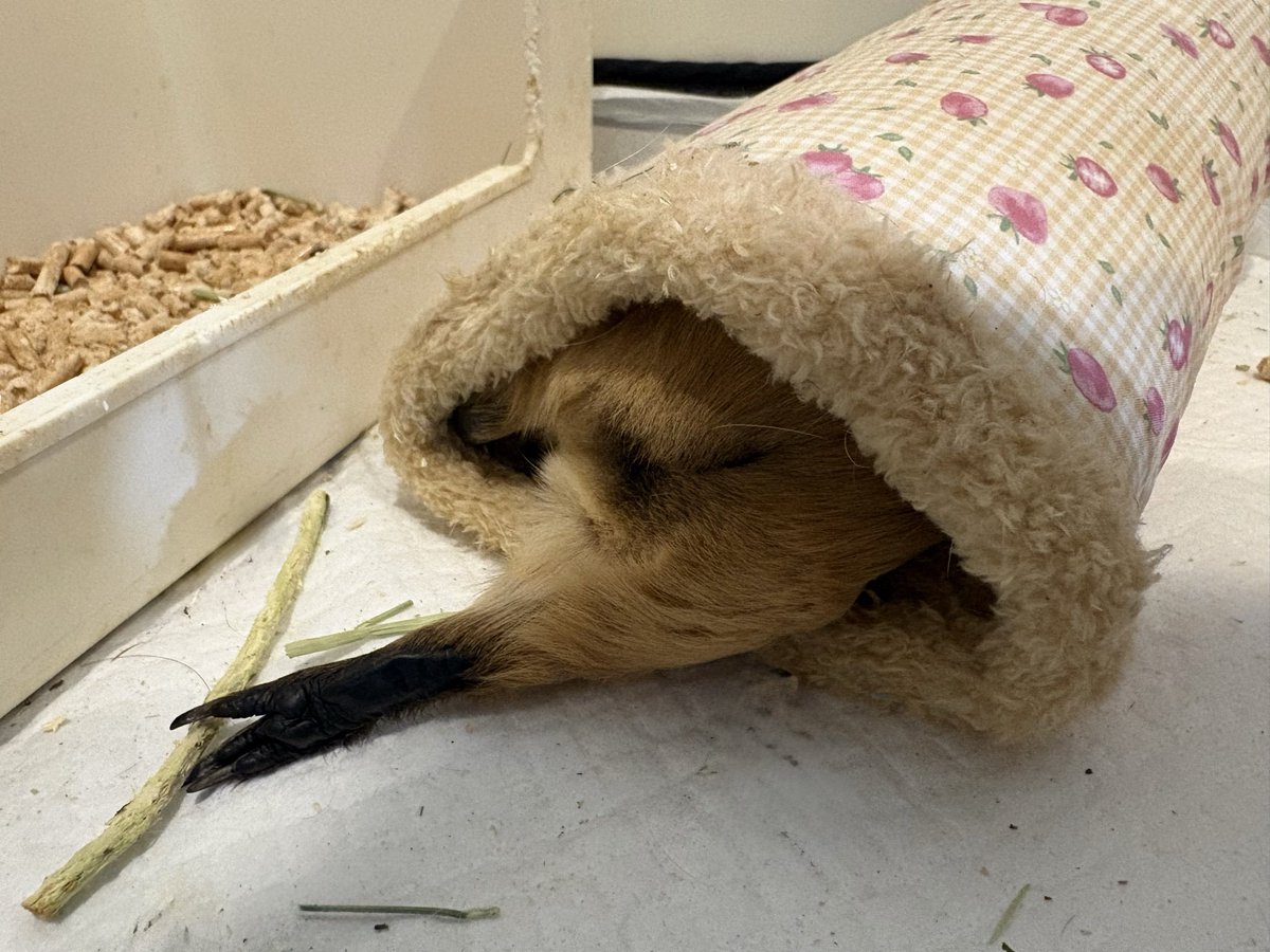 大福きなこ tweet media